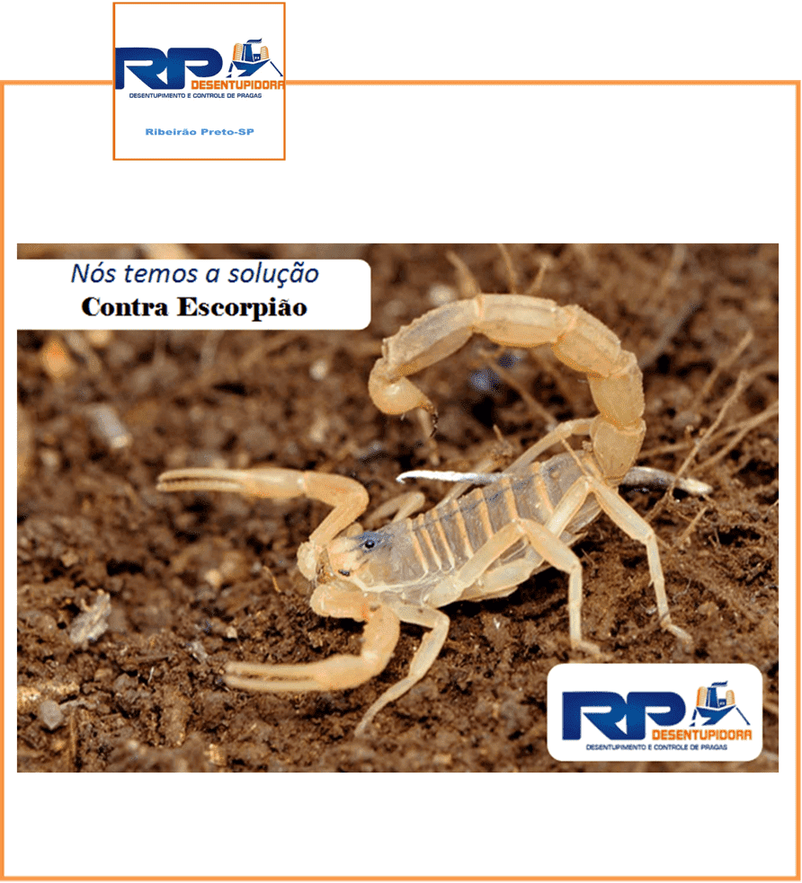 Dedetização de Cupim em Ribeirão Desentupimento_Limpeza_Dedetização_Controle_RPDesentupidora_Ribeirao_Preto