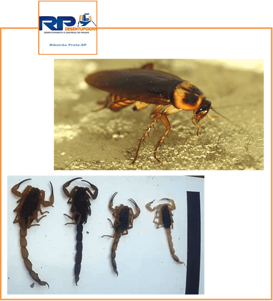 Descupinização em Ribeirão Preto